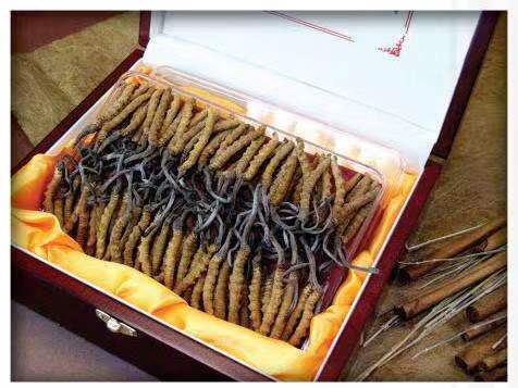 蔚县冬虫夏草回收